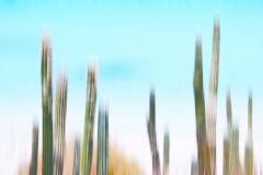 baja-09