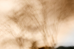 icm-divers-05